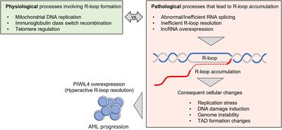 R-loops in normal and malignant hematopoiesis